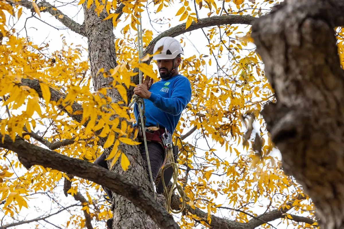 Skilled Tree Pruning crew working in Moline