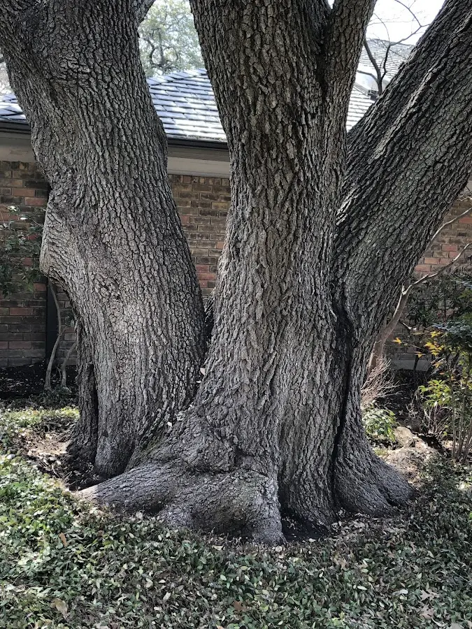 Mature heritage tree close to a Moline property cared for by certified arborists